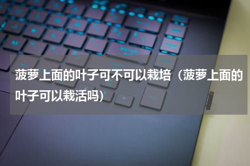 菠萝上面的叶子可不可以栽培（菠萝上面的叶子可以栽活吗）